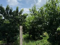 -老袁家蜜桃农场·阳山水蜜桃