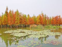 -白鹭湾湿地公园