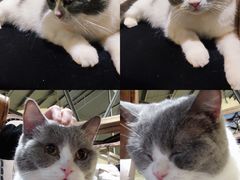 -more than meow吴止猫主题餐厅(承德 中船汇店)