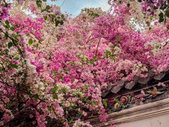-深圳国际园林花卉博览园
