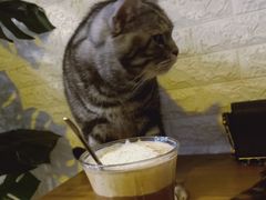 -平行世界·猫咖(首经贸店)