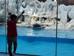 -帝企鹅自助餐厅•儿童岛•真企鹅(长隆企鹅酒店)