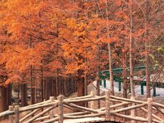 -白水寺森林公园
