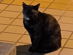 -芸山季·云南山珍菌火锅(南翔印象城MEGA店)