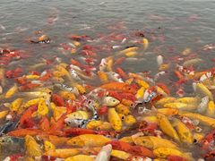 -池杉湖湿地公园