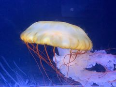 -珠海长隆海洋王国