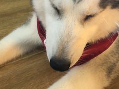 -Husky Go! 哈士奇体验馆·宠物咖啡厅狗咖