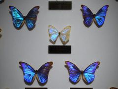 -上海昆虫博物馆