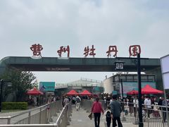 -曹州牡丹园