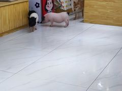 -柴源莊·柴小宠柴犬咖啡