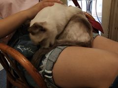 -猫色咖啡·猫咖