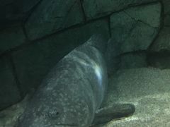-悉尼海洋生物水族馆