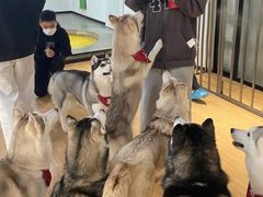 -Husky Go! 哈士奇体验馆·宠物咖啡厅狗咖