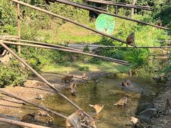 -西双版纳原始森林公园
