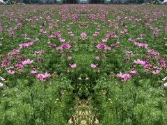 -曲江薰衣草庄园
