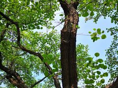 -北京西山国家森林公园