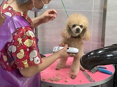 -宠福鑫康馨动物医院·骨科·眼科