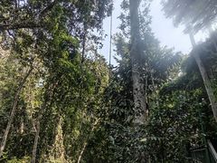 -西双版纳原始森林公园