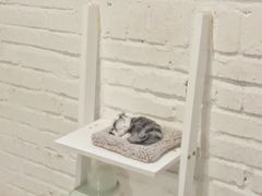 -有猫主题·治愈系猫咖(曾厝垵店)