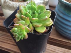 -双季花艺园艺市场(浦东店)