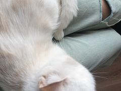 -猫的茶·猫咖
