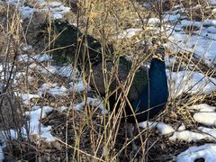 -北京麋鹿生态实验中心