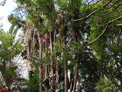 -海南热带野生动植物园