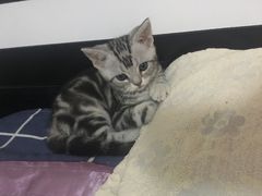 -米苏动物医院·犬猫专科·骨科外科内窥镜