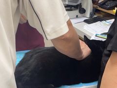 -美联众合爱康动物医院•复杂内科•肿瘤科•牙科•腔镜诊疗中心