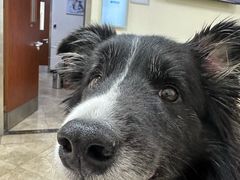 -美联众合动物医院·24h转诊中心