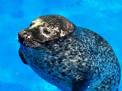 -海合安武汉极地海洋公园