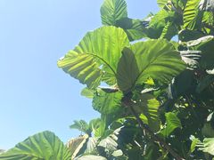 -墨尔本皇家植物园