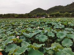 -红山村