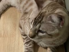 -Cappucimeow猫咪咖啡馆(韦伯时代店)