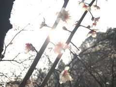 -香雪海