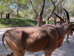 -北京野生动物园
