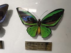 -上海昆虫博物馆