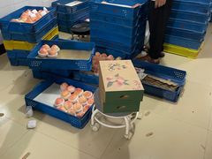 -老袁家蜜桃农场·阳山水蜜桃