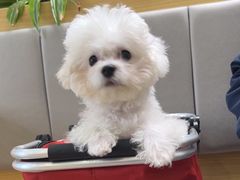 -美联众合动物医院·24h转诊中心