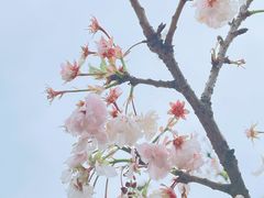 -顾村公园