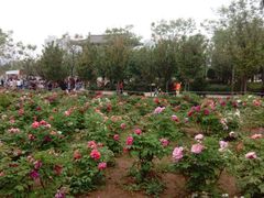 景点-西安青龙寺遗址景区