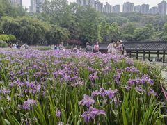 -龙头寺公园