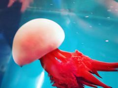 -海合安成都极地海洋公园