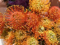 -BEAST野兽派(上海浦东嘉里城店)