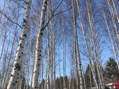 -北极村旅游风景区