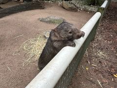 -费瑟代尔野生动物园