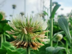 -两河城市森林公园