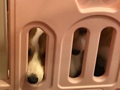 -柯斗斗主题餐厅·狗咖·围炉煮茶·茶饮(国瑞升平里店)