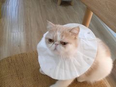 -滚猫咖啡·猫咖·猫友好撸猫(未来城店)