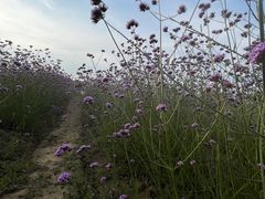 -西京湾花海